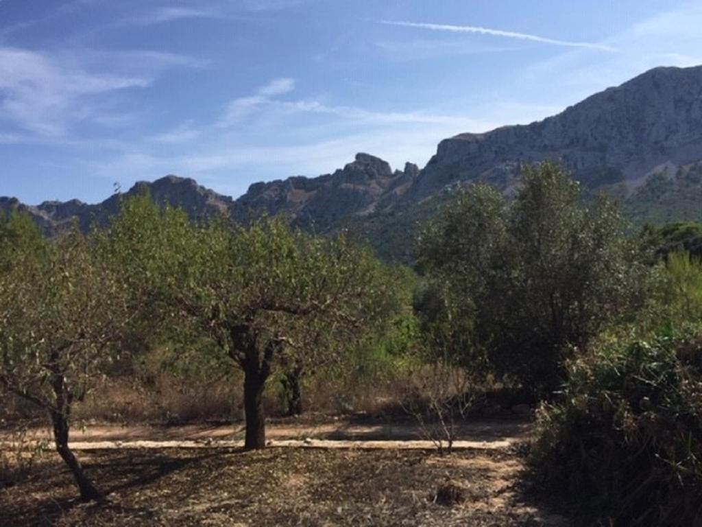 One Bed Apartment Overlooking Jalon Valley, Costa Blanca Alcalalí エクステリア 写真